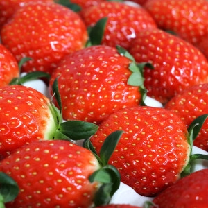 과일꾼  설향딸기 특품 로얄과 20~30구 700g