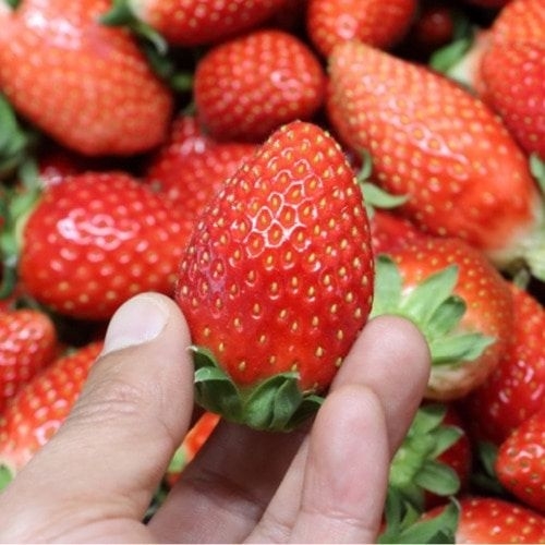 싱싱햇  논산 설향 딸기 700g