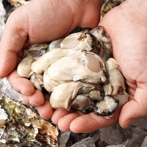 자연맛남  산지직송 국내산 여수 햇 생굴 2kg