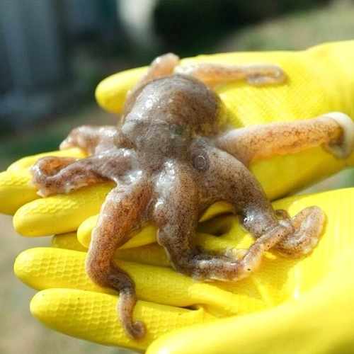 자연맛남  활 쭈꾸미 7-15미 1kg