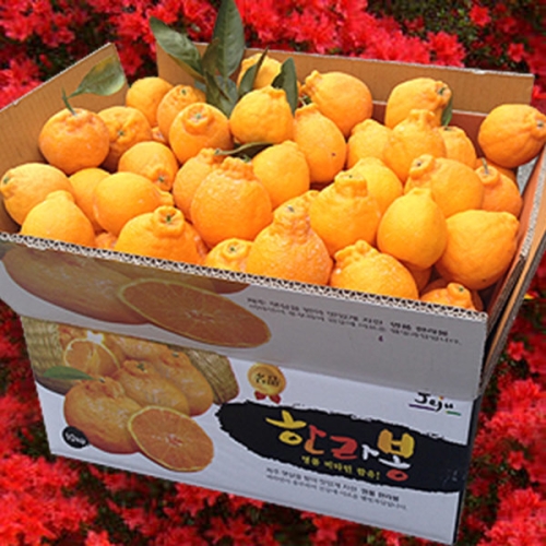 한라산농장  한라봉 혼합 및 특정과 10kg