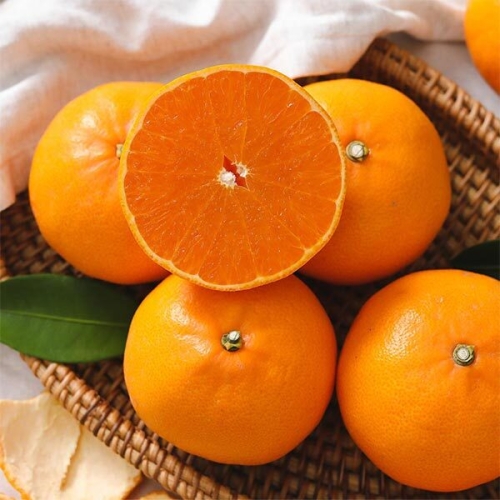 자연맛남  제주 고당도 천혜향 정품 4.5kg 중소과