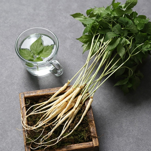 황룡농협  새싹삼 50뿌리 보통 (20cm내외)