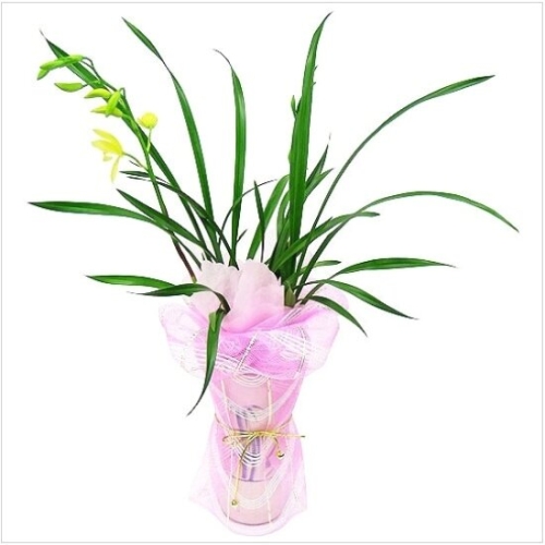 젠틀맨플라워  개업화분 동양란 썬더스트