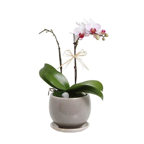 젠틀맨플라워  개업화분 서양란 미니호접란 분홍