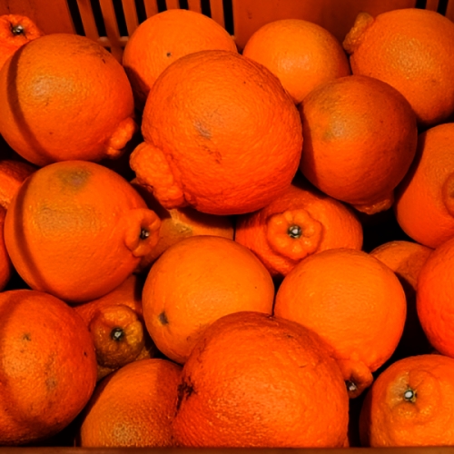 고당도 가성비 한라봉 못난이 혼합과 벌크 10kg