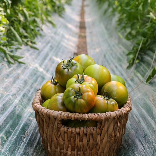 맛군  단짠단짠 부산 대저 짭짤이 토마토 2.5kg 로얄과 (S-2S)