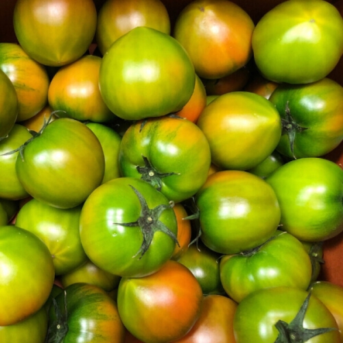 투미르 부산 대저 짭짤이 토마토 S 2.5kg