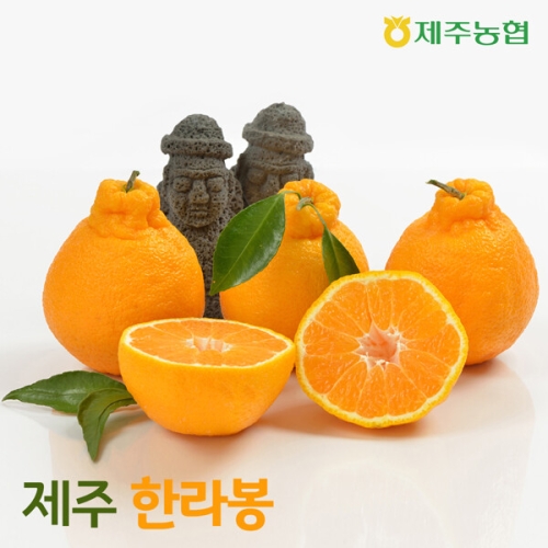 제주농협  제주 햇 한라봉 4kg