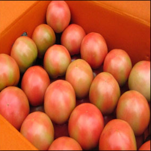 명품 찰토마토 소과 10kg