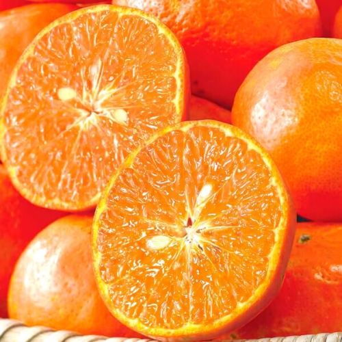 제주 천혜향 당도선별 가정용 혼합과 5kg