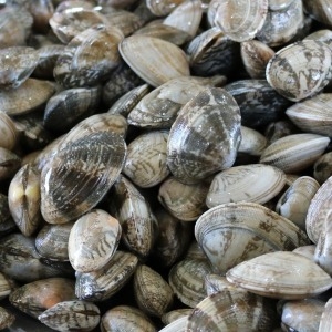 하전바지락  고창 하전갯벌 바지락 10kg
