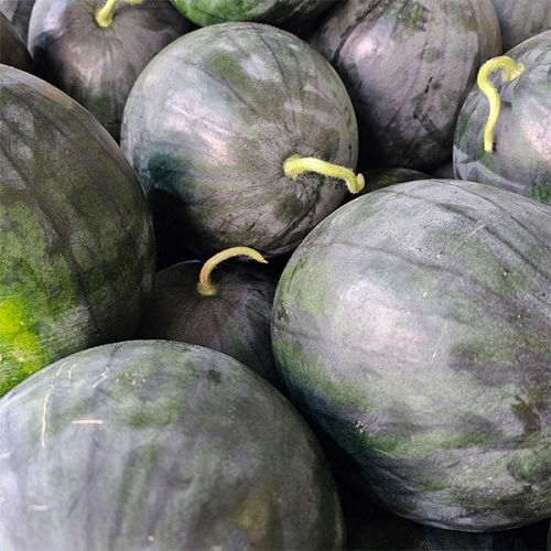 늘푸른우리 프리미엄 흑수박 3.5kg