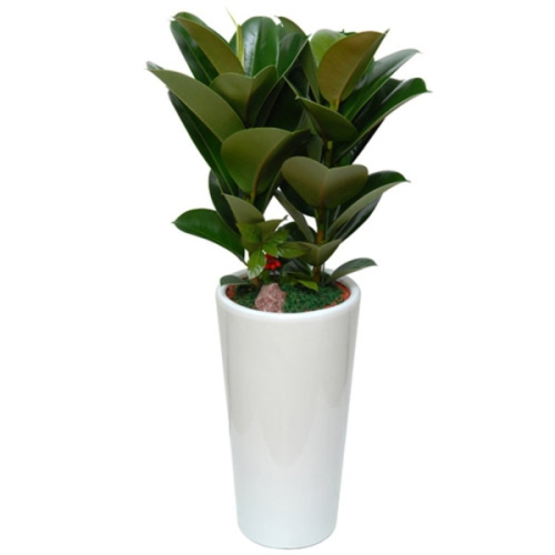 젠틀맨플라워  젠틀맨플라워 고무나무1호  OW-1072   관엽식물/개업화분/관엽식물/개업축하화분/축하화분/공기청정식물