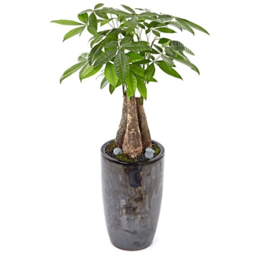 젠틀맨플라워  젠틀맨플라워 파키라 소   OW-1046   관엽식물/개업화분/관엽식물/개업축하화분/축하화분/공기청정식물