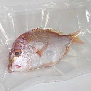 고씨네수산  제주도/자연산 도미 생물 황돔/황도미/벵꼬돔