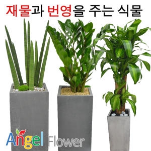 엔젤플라워  산세베리아/킹벤자민/금전수/공기정화식물