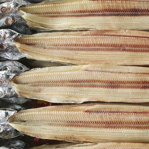 자갈치닷컴  건갈치 대자 20마리