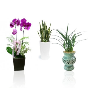 젠틀맨플라워  개업화분 동양란 서양란 관엽 축하난 화분배달