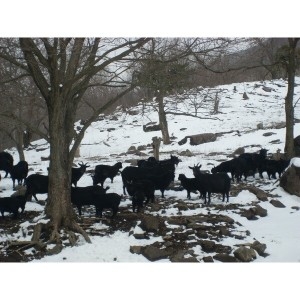 지리산산양회 지리산 방목 어린흑염소 110ml 40~45팩 반마리