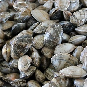 산지  고창 하전갯벌 바지락 조개  해감완료/ 직송