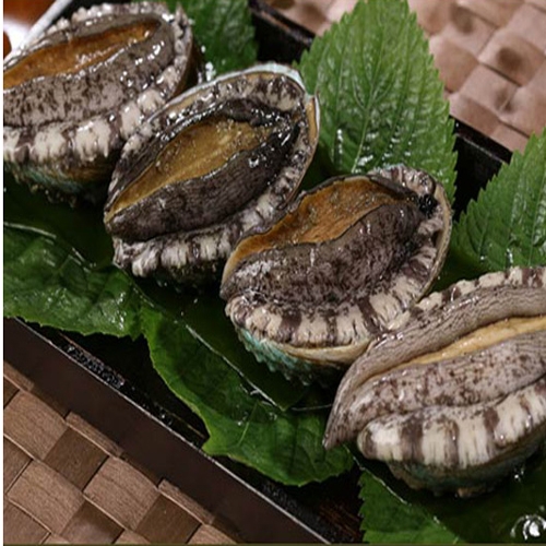 바다속풍경  완도 참전복 15-16미 1kg