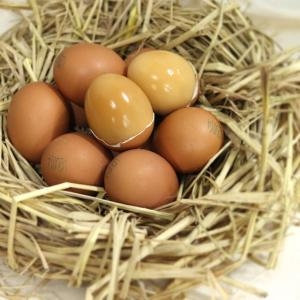 파인식품  구운계란 30구