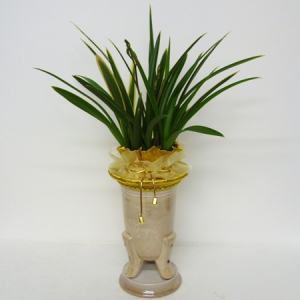 화분배당/ 상담전화 080-265-8585/승진축하동양란/개업축하/전시회축하/서울지역빠른배달서비스/90분배달서비스