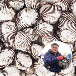 조이야드  벌교 새꼬막 2kg