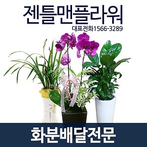젠틀맨플라워  개업화분 축하 관엽 동양란 서양란 승진