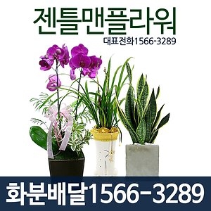 젠틀맨플라워  개업화분 공기정화식물 맛상 (GN_1054)