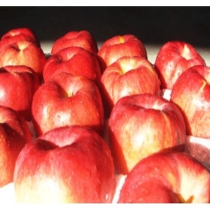 정원농산  껍질째먹는 사과 34~44과 10kg