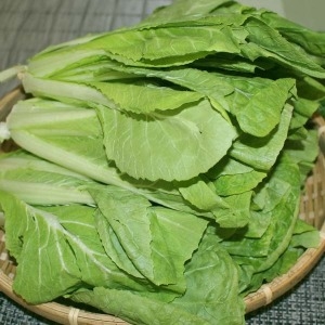 팜웨이  얼갈이배추 4kg