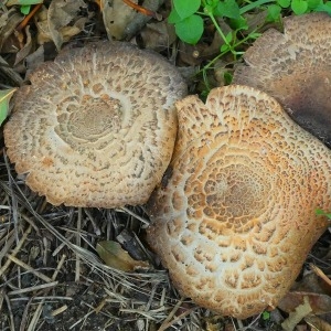 자연미가  냉동 능이버섯 A급