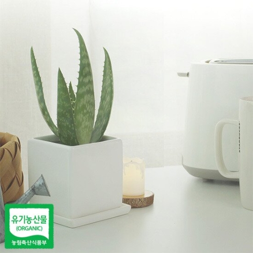 껍질째 먹는 유기농 알로에 사포나리아 모종키우기 3개