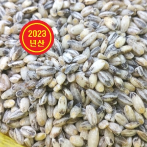 보리 찰보리 흑보리 흑찰보리 검정보리 검은보리