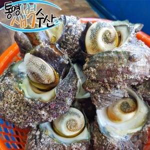 통영새벽수산  통영 자연산 뿔소라 1kg