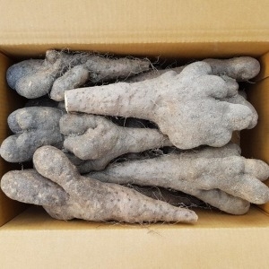 흙사랑농원 산마 못난이 1kg