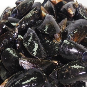 산지  직송 통영 생홍합