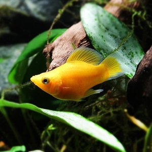 풍선몰리 옐로우