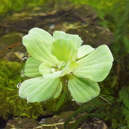 미미네아쿠아  물배추 3뿌리  부상수초   치어은신처 수반 -미미네