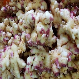 우가네농장  세척생강 1kg