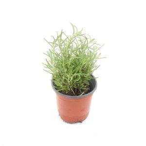 갑조네  로즈마리 소품 로즈메리 허브식물 공기정화