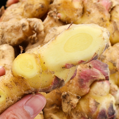 친환경팔도  팔도농장 국내산 흙생강 3kg