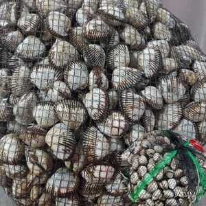 우도수산  산지직송 벌교 새꼬막(특대) 3kg [1개]