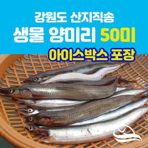 경준수산 강원도 생물 양미리 50미[1개]