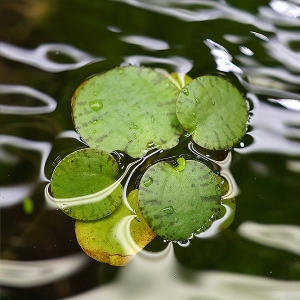 아마존  프로그비트 부상수초