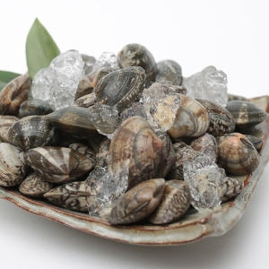 하전바지락 해감한 고창 하전갯벌 활바지락 1kg