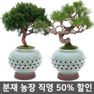 DIY드라마  난분재농장 선물용 취미용 분재 생일선물 난 소나무 진백 화분