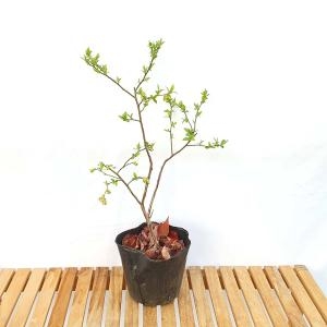 블루베리  묘목 나무 모종 화분 재배 키우기 결실주